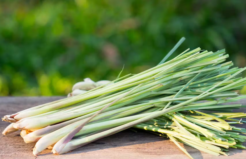 Lotion d'été anti-moustiques - Huiles essentielle de citronnelle
