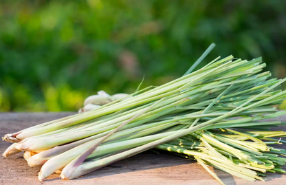 Lotion d'été anti-moustiques - Huiles essentielle de citronnelle